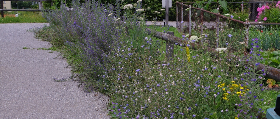 Saum entlang Kiesweg